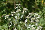 Loomis' mountainmint